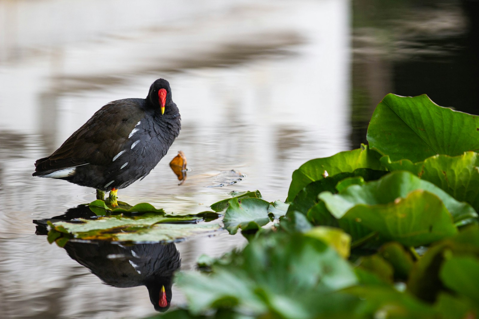 black duck on water during daytime