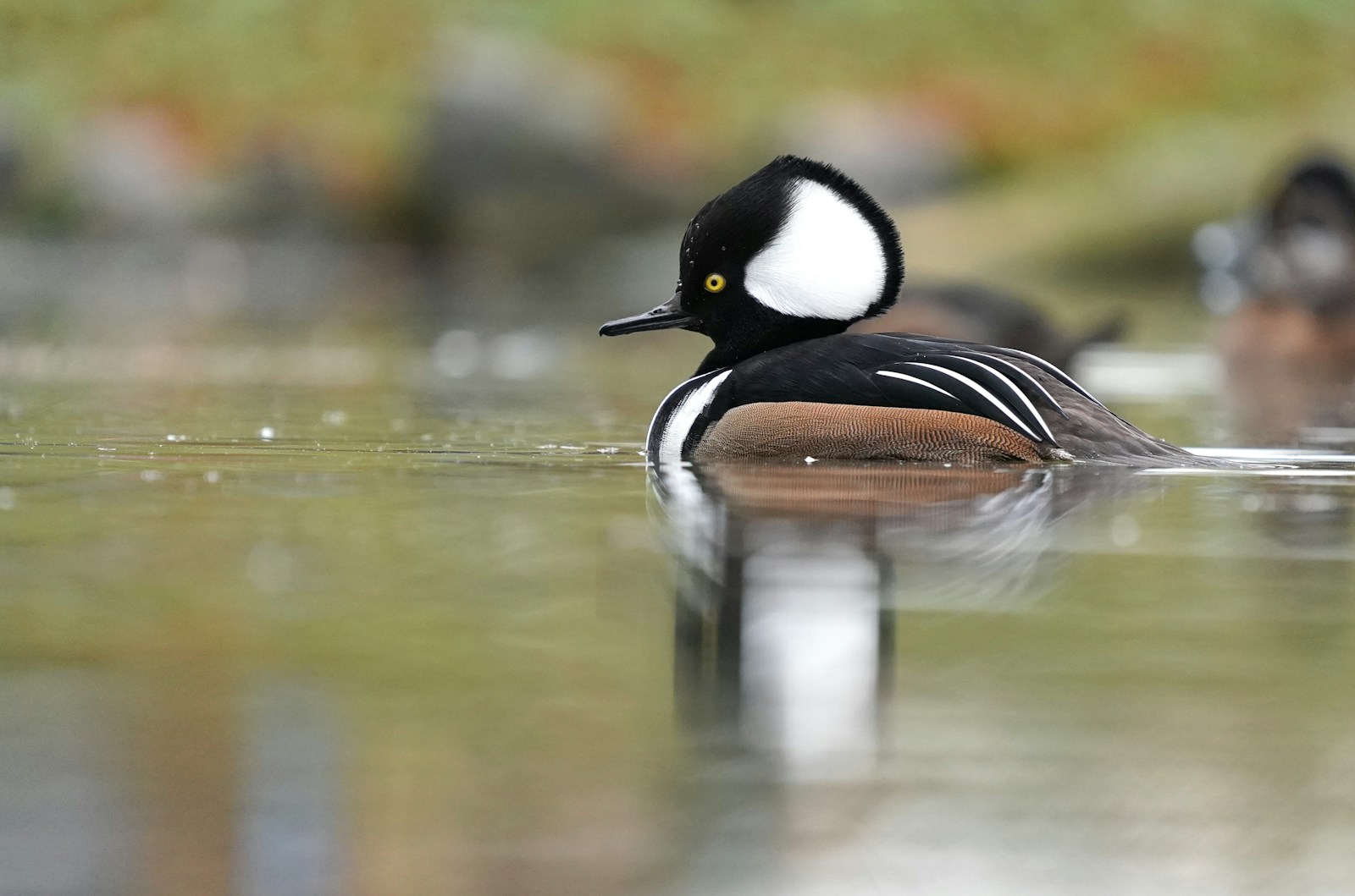 a duck swimming in water