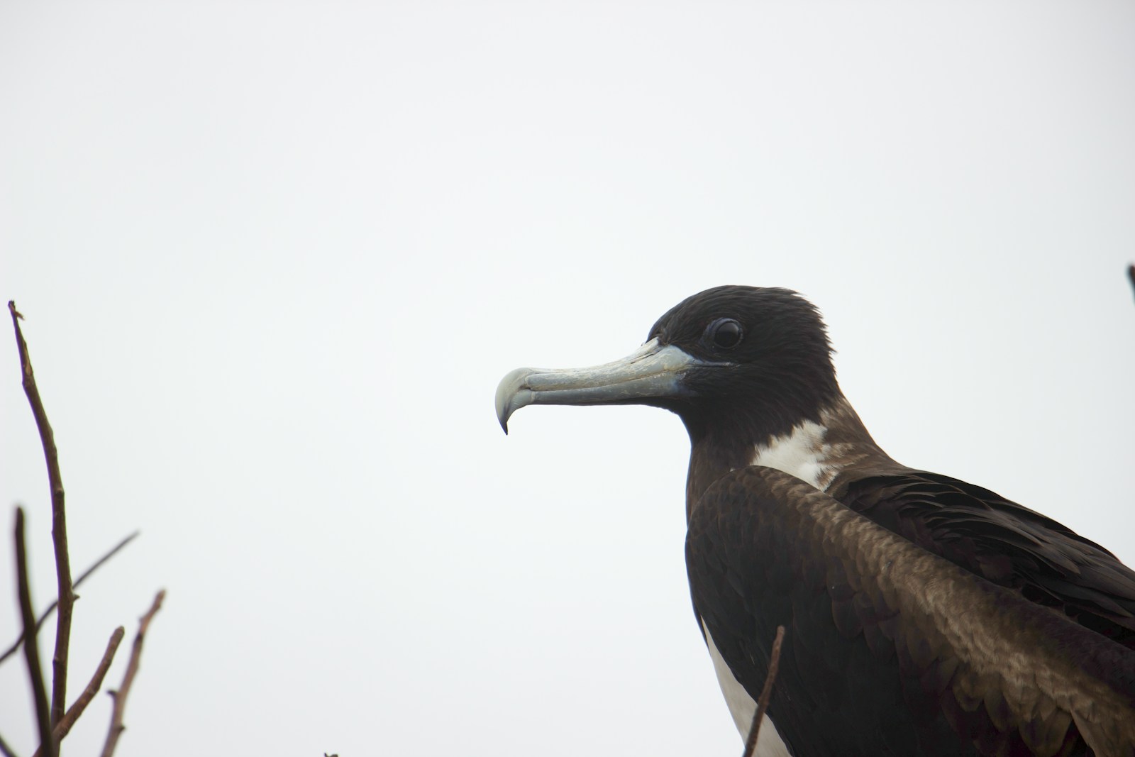 a black and white bird with a long beak